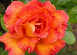 Teahibrid rózsa / Sultane